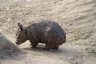 wombat karim